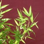Bamboo against red rendered wall.