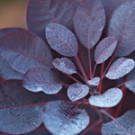cotinus