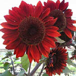 Red Sunflowers