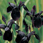 Black Irises