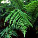 fern