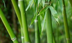 Bamboo