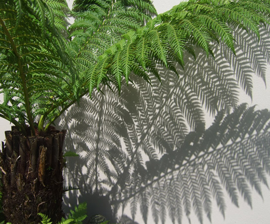 tree fern against wall